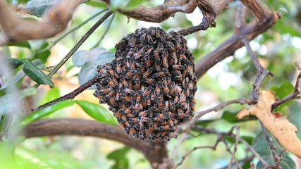 Bee makes a nest on the bergamot tree