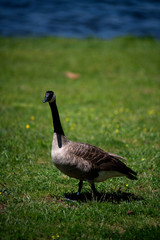 goose on green grass