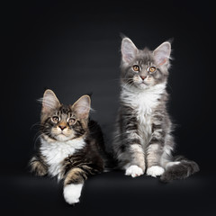 Fototapeta na wymiar Two Maine Coon kittens sitting / laying down beside each other in a perfect row. Looking at camera with brown eyes. Isolated on a black background.