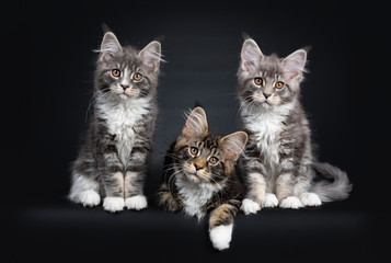Three Maine Coon kittens sitting / laying down beside each other in a perfect row. Looking at camera with brown eyes. Isolated on a black background.