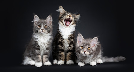 Three Maine Coon kittens sitting / laying down beside each other in a perfect row. Looking at...