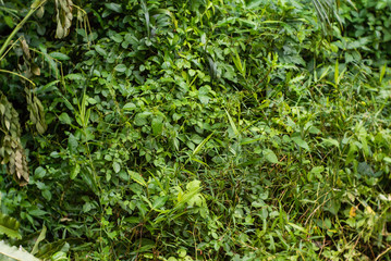 background of green leaves
