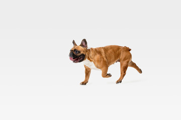 Young French Bulldog is posing. Cute white-braun doggy or pet is playing, running and looking happy isolated on white background. Studio photoshot. Concept of motion, movement, action. Negative space.