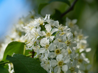 Beautiful white cherry flowers on a blue sky background.