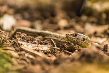 Sand lizard well camouflaged