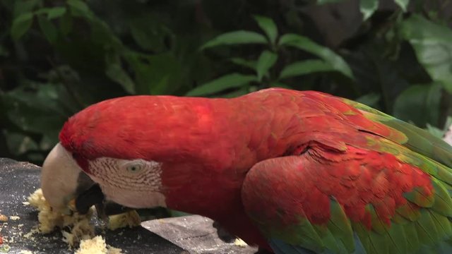 parrot