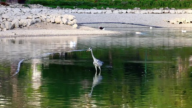 Heron waterbird at lake