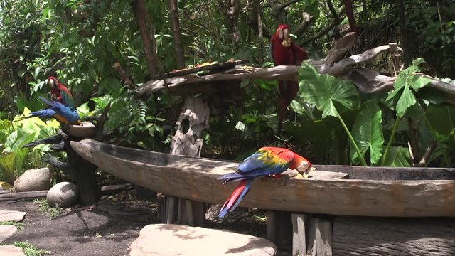 parrot