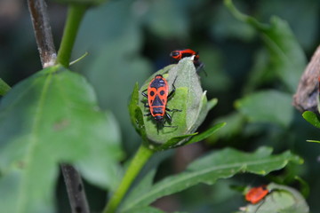 Insekt Feuerkäfer - auf geschlossener Blüte