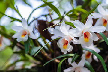 Dendrobium fuerstenbergianum Schltr., Beautiful rare wild orchids in tropical forest of Thailand.