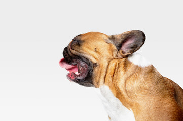 Young French Bulldog is posing. Cute white-braun doggy or pet is playing and looking happy isolated on white background. Studio photoshot. Concept of motion, movement, action. Negative space.