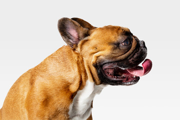 Obraz premium Young French Bulldog is posing. Cute white-braun doggy or pet is playing and looking happy isolated on white background. Studio photoshot. Concept of motion, movement, action. Negative space.