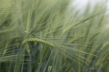 Young Green wheat in spring times, fields of Vojvodina region in Serbia