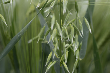 Young Green wheat in spring times, fields of Vojvodina region in Serbia