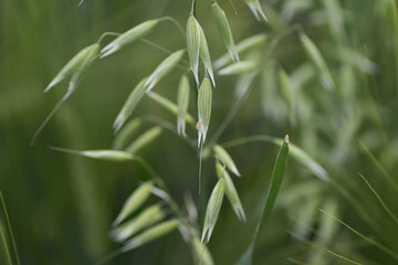 Young Green wheat in spring times, fields of Vojvodina region in Serbia