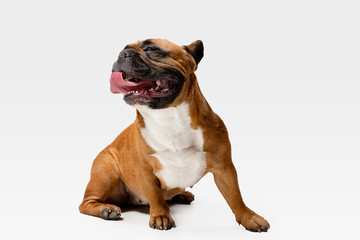 Young French Bulldog is posing. Cute white-braun doggy or pet is playing and looking happy isolated on white background. Studio photoshot. Concept of motion, movement, action. Negative space.