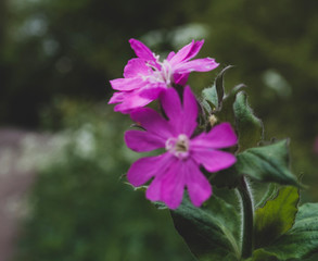 pink flower in garden