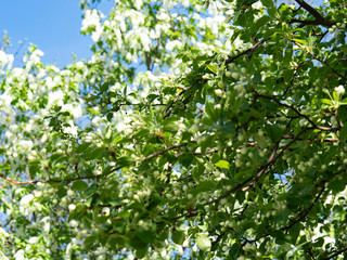 Beautiful white cherry flowers on a blue sky background.