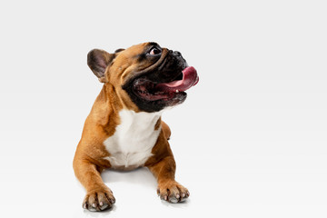 Young French Bulldog is posing. Cute white-braun doggy or pet is playing and looking happy isolated on white background. Studio photoshot. Concept of motion, movement, action. Negative space.
