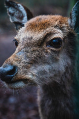 Deer Portrait