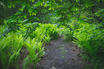 Green fern and trees in the public park Tiergarten, Berlin - perfect for backdrop