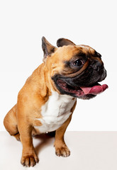 Obraz premium Young French Bulldog is posing. Cute white-braun doggy or pet is playing and looking happy isolated on white background. Studio photoshot. Concept of motion, movement, action. Negative space.