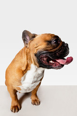 Obraz premium Young French Bulldog is posing. Cute white-braun doggy or pet is playing and looking happy isolated on white background. Studio photoshot. Concept of motion, movement, action. Negative space.