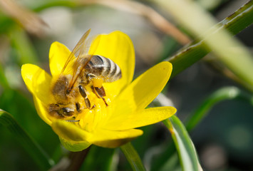 A bee on yellow daisy flower, macro.