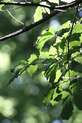 新緑のステンドグラス２