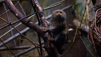 A wild family of monkeys sitting close together on a tree in the jungle on a summer day. Concept of: Wild monkeys, Wood, Family, Exotic, Small, Slow Motion, Favi, Dwarf monkey.