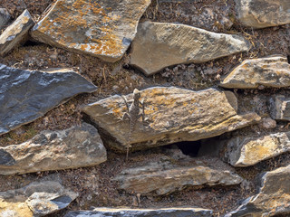 Little agama on a stone wall, Ethiopia