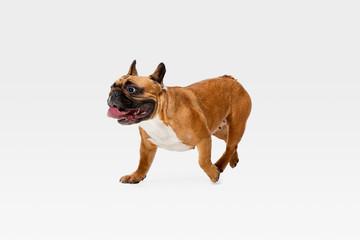 Young French Bulldog is posing. Cute white-braun doggy or pet is playing, running and looking happy isolated on white background. Studio photoshot. Concept of motion, movement, action. Negative space.