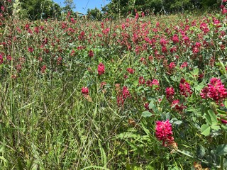 Sulla Hedysarum Coronarium