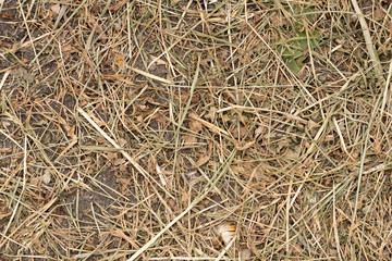 Dry grass after mowing lies on the ground, texture