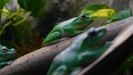 Exotic frog on tree branch with green leaves and flowers. With black rock (rock) background. Concept of: Nautre, Zoo, Africa, Exotic, Frog, Slow motion.