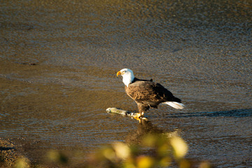 One of the many bald eagle in the Fraser Valley finds a salmon