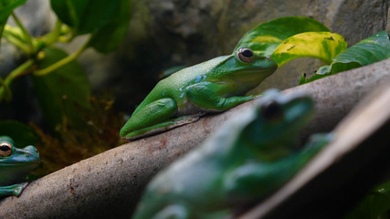 Exotic frog on tree branch with green leaves and flowers. With black rock (rock) background. Concept of: Nautre, Zoo, Africa, Exotic, Frog, Slow motion.