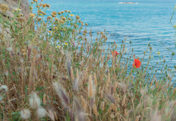 red poppies and other flowers and plants on the beach