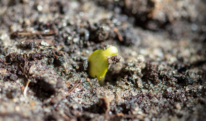 A small watermelon plant sprouts from the ground