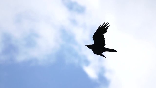 black raven flies across the blue sky