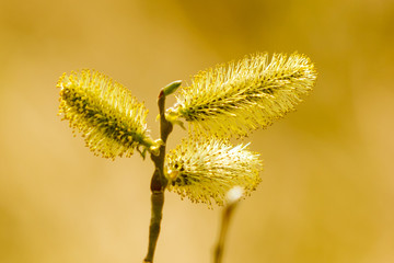 Yellow flowers on the branches of willow
