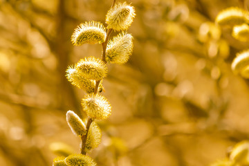 Obraz premium Yellow flowers on the branches of willow