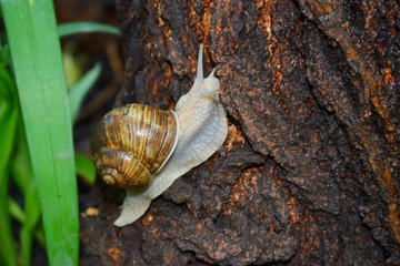 Terrestrial molluscs or land molluscs  are ecological group that includes allmolluscs that lives on land in contrast to freshwater and marine molluscs