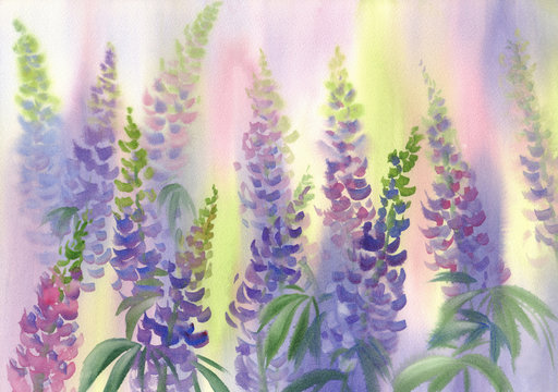 pink and violet lupine flowers watercolor background