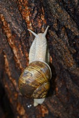 Terrestrial molluscs or land molluscs  are ecological group that includes allmolluscs that lives on land in contrast to freshwater and marine molluscs