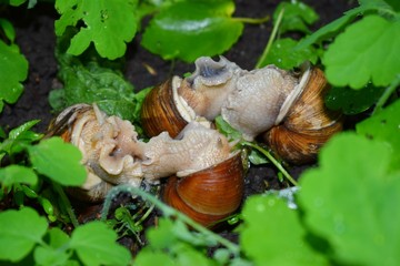 Terrestrial molluscs or land molluscs  are ecological group that includes allmolluscs that lives on land in contrast to freshwater and marine molluscs