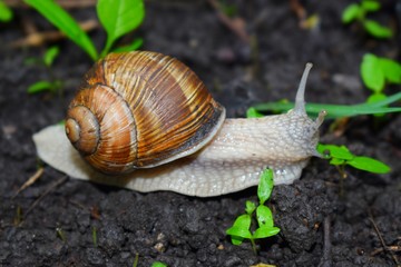 Terrestrial molluscs or land molluscs  are ecological group that includes allmolluscs that lives on land in contrast to freshwater and marine molluscs