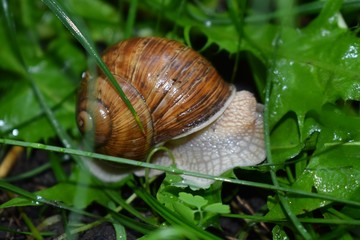Terrestrial molluscs or land molluscs  are ecological group that includes allmolluscs that lives on land in contrast to freshwater and marine molluscs