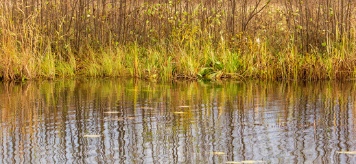 Grass and reed with reflection in the pond