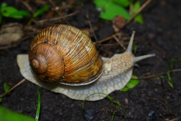 Terrestrial molluscs or land molluscs  are ecological group that includes allmolluscs that lives on land in contrast to freshwater and marine molluscs
